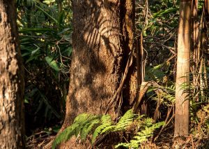 Eumundi Conservation Park