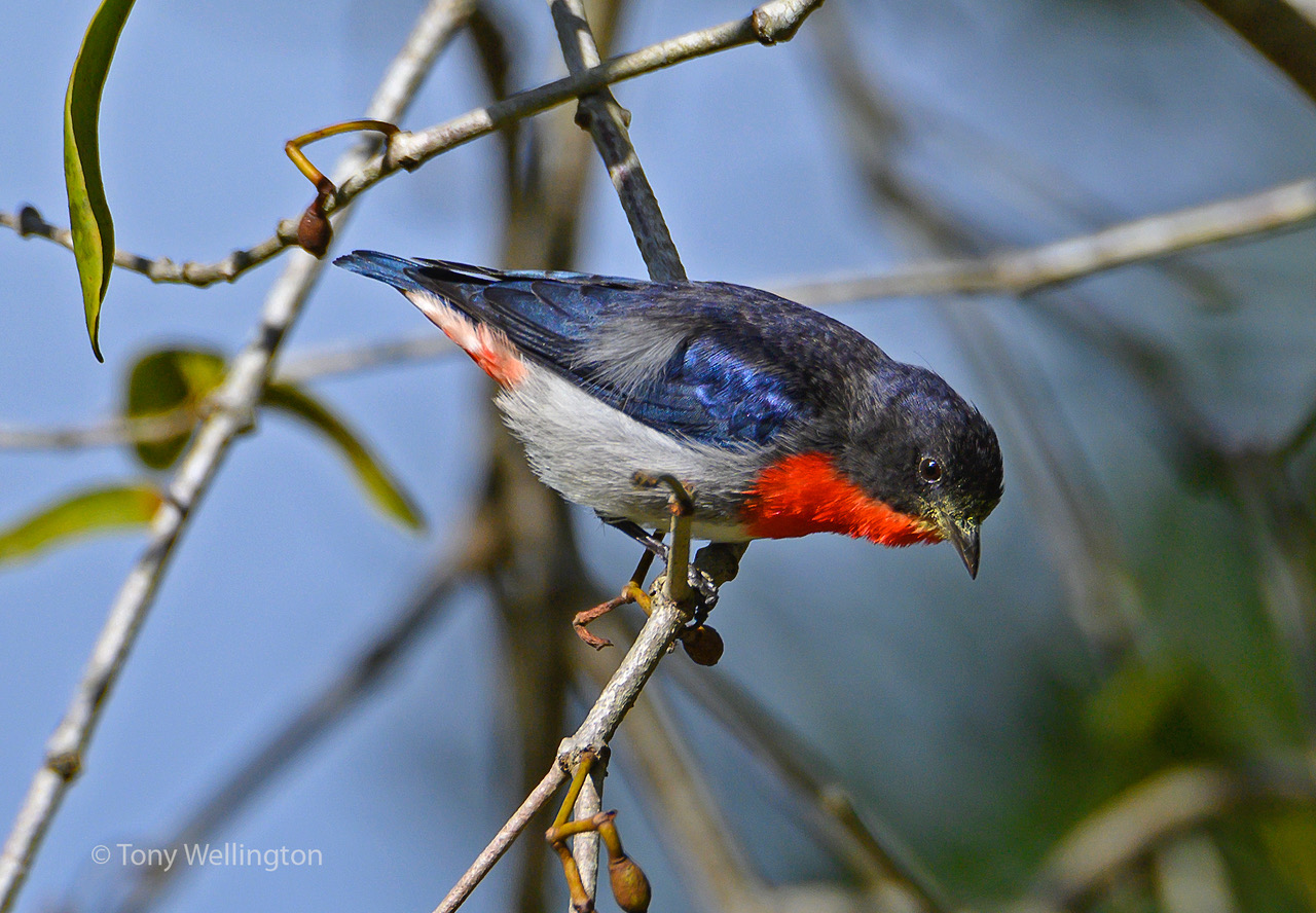 Mistletoebird