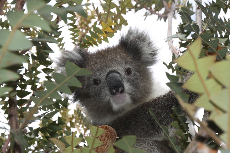 Endangered animal species of Queensland 