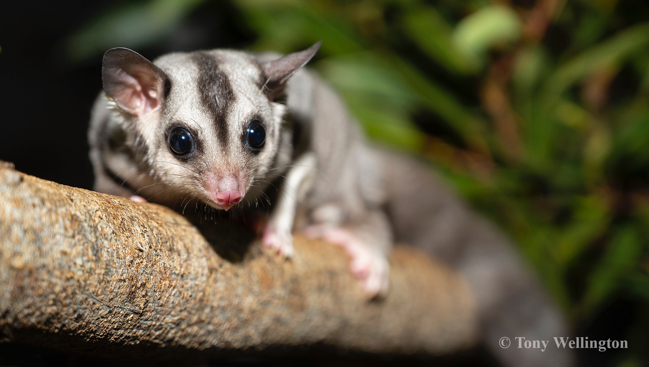 Squirrel Glider