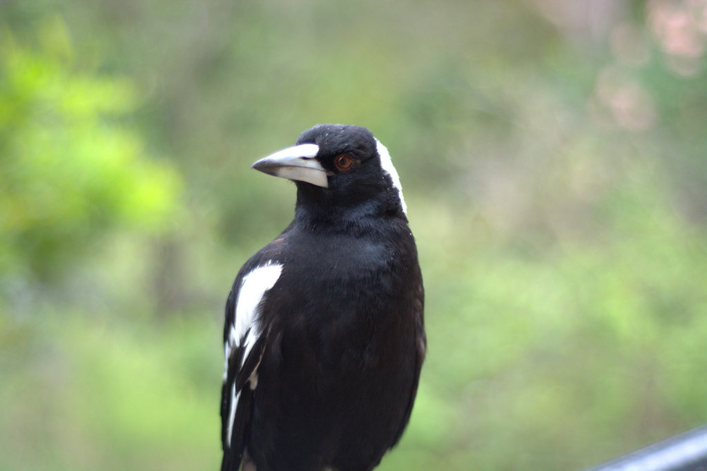 Magpie swooping season time