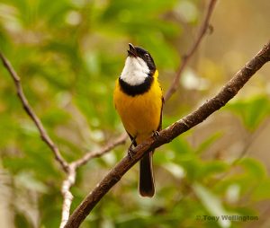 Golden Whistler