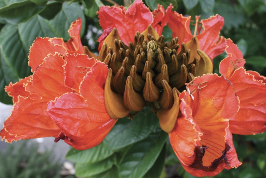 African Tulip Trees