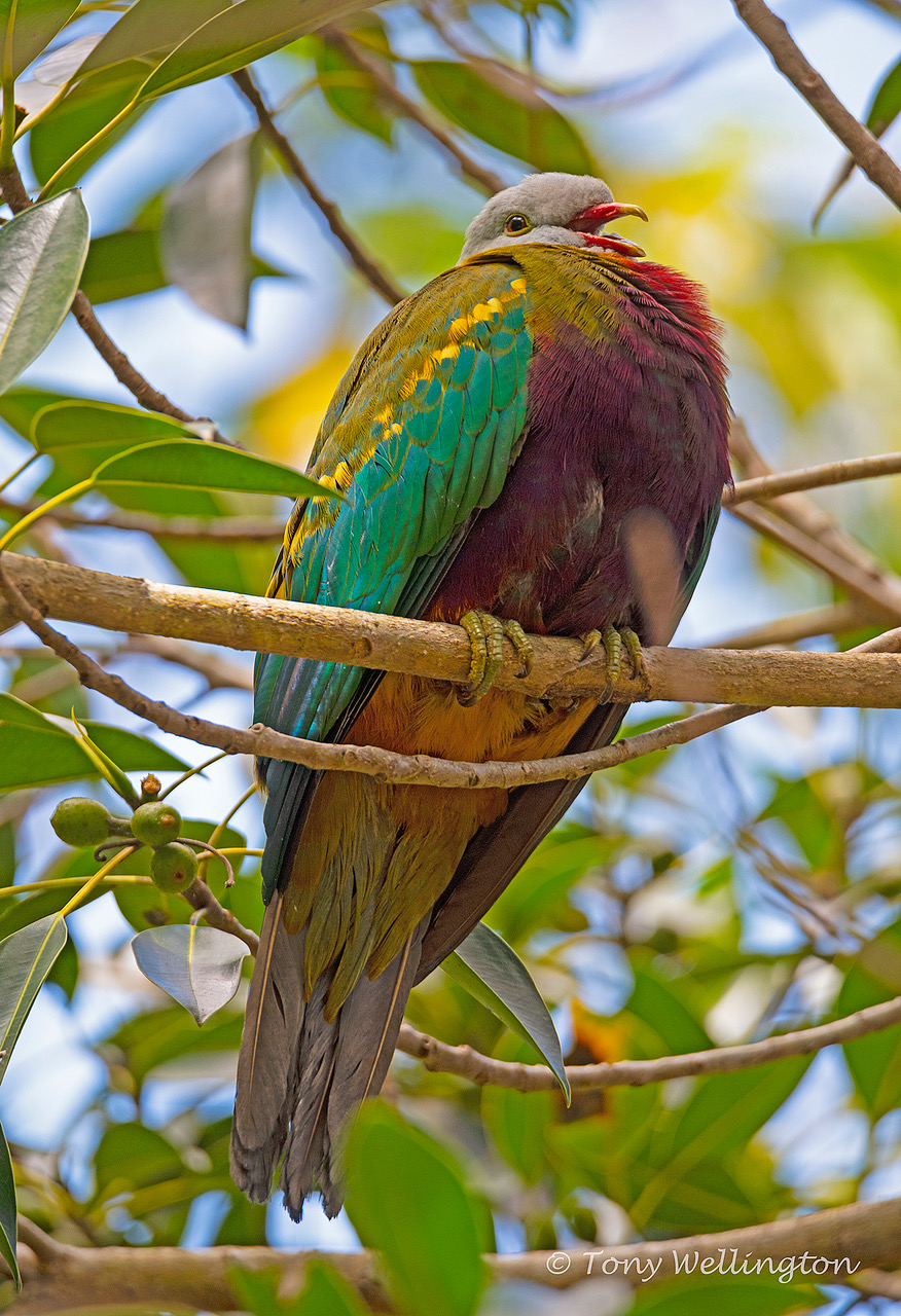 The Wompoo Fruit-Dove