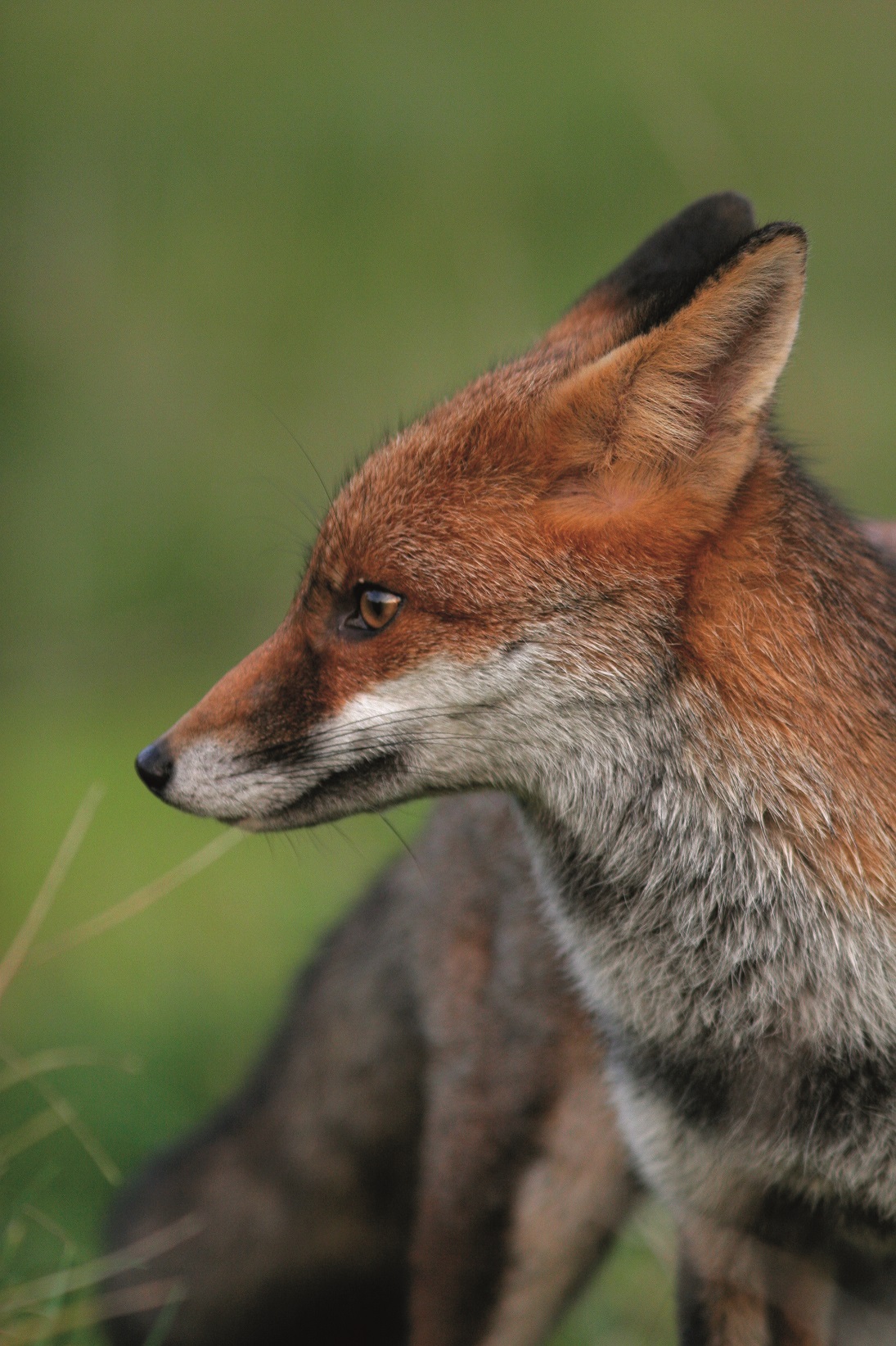 Coastal fox control program