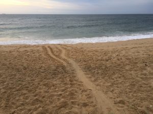 First turtle nest discovered for the 2020 season