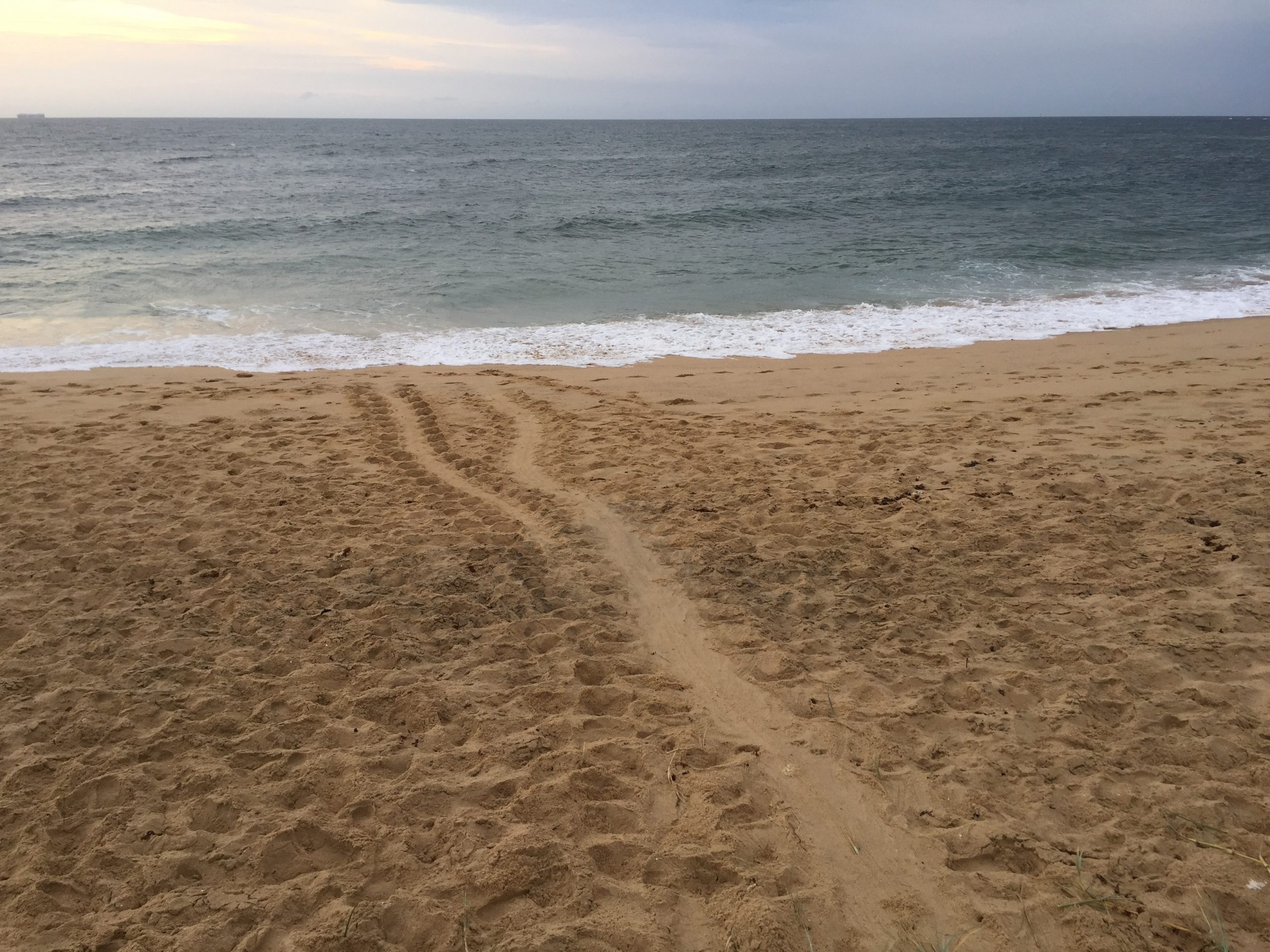 First turtle nest discovered for the 2020 season