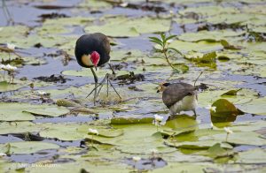 Bird Life with Tony Wellington: Comb-crested Jacana