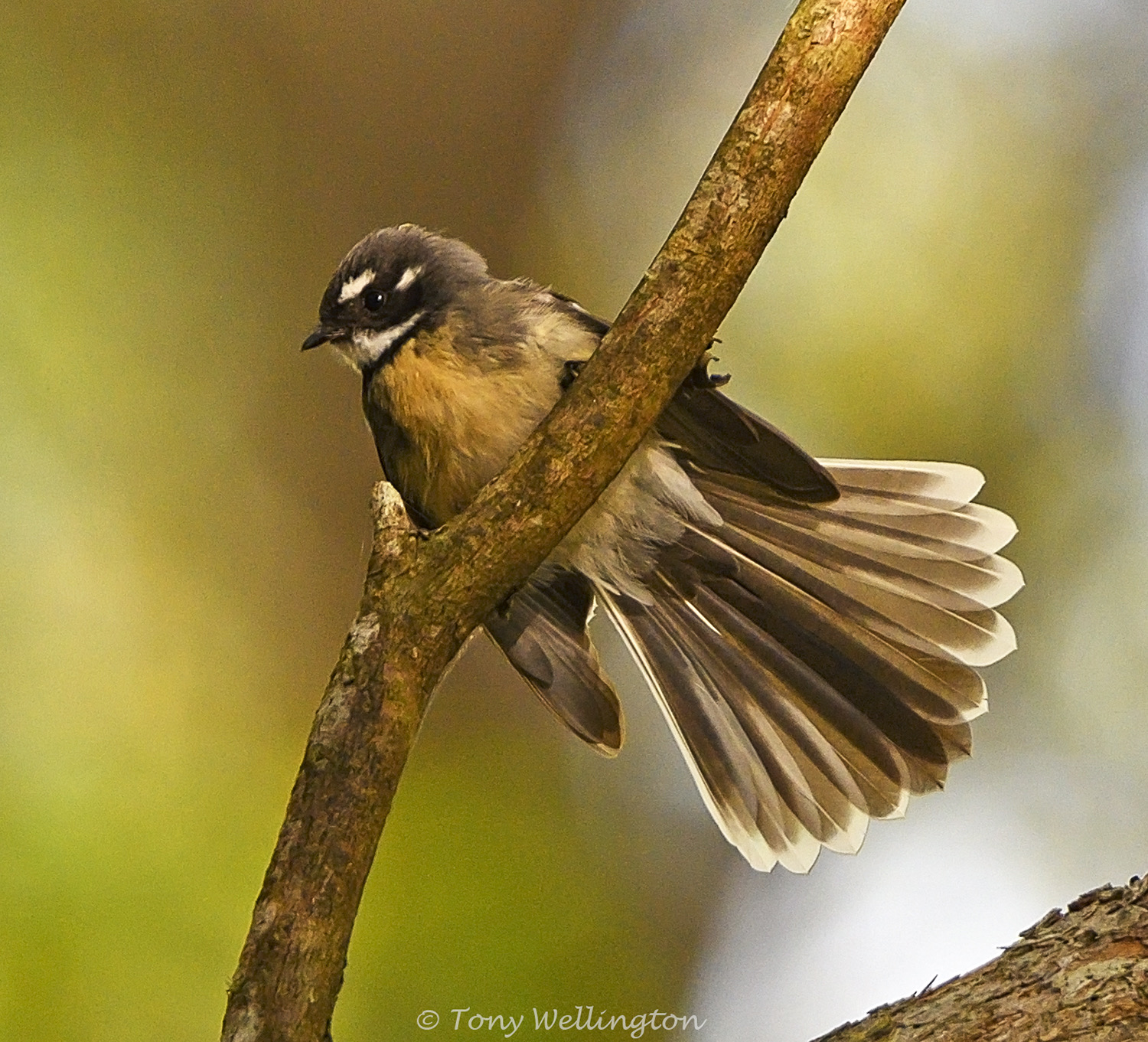 Grey Fantail