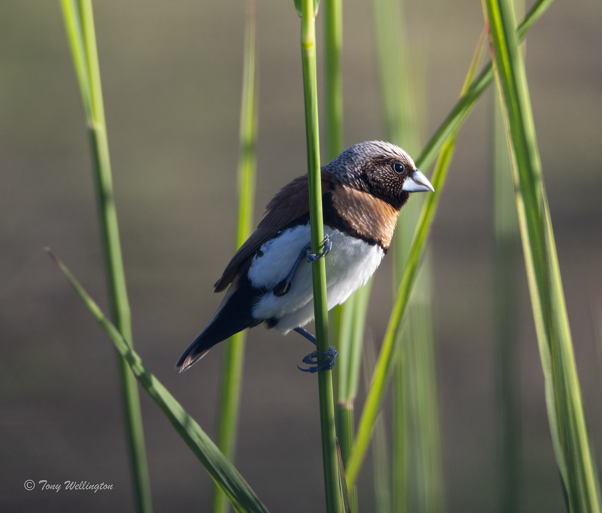 Chestnut-breasted Mannikin