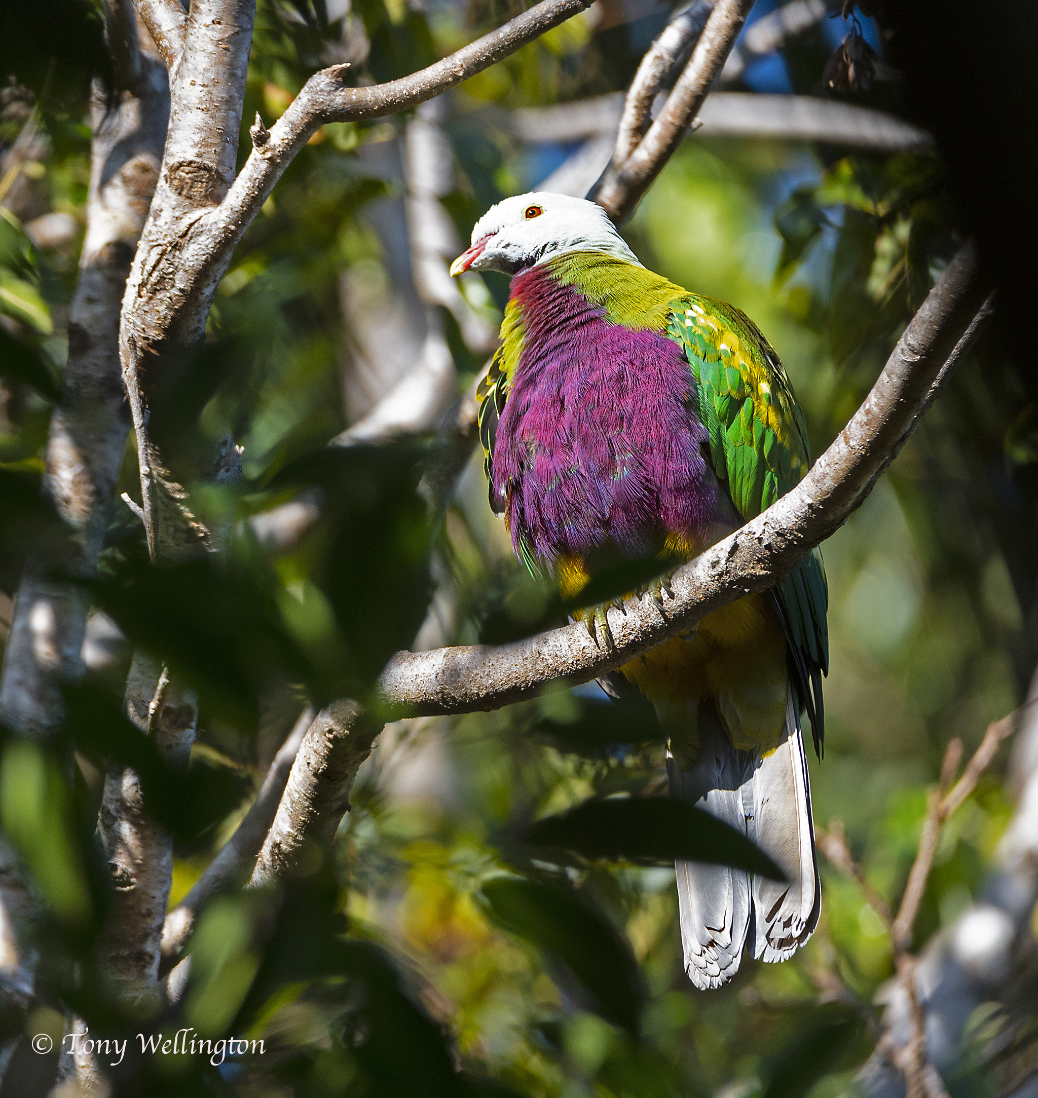 Wompoo Fruit Dove