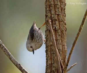 Varied Sittella