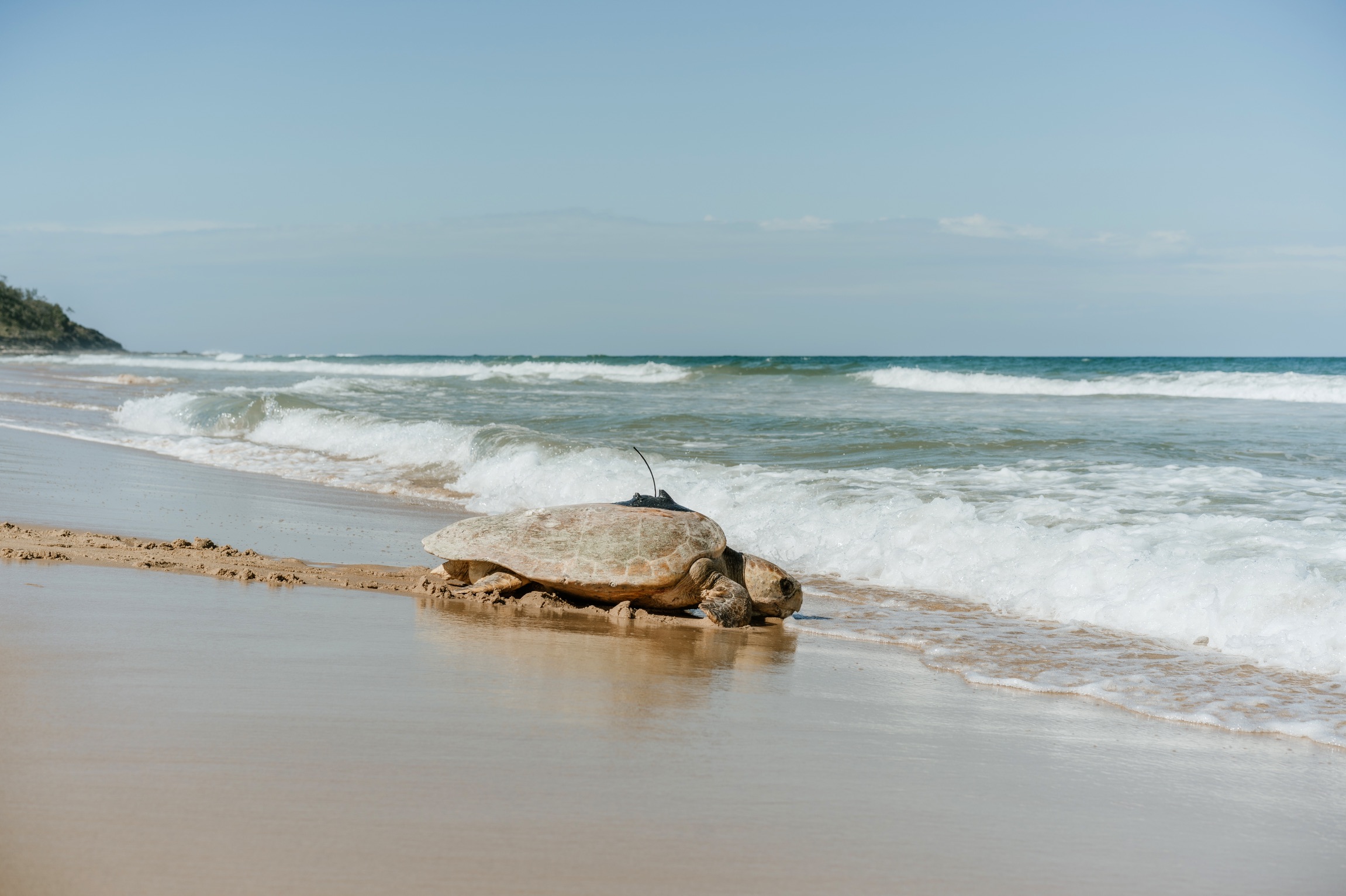 Turtle Tracking Time